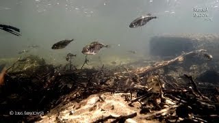 Underwater Wild SeriesThreespined Stickleback Gasterosteus aculeatus  Animalia Kingdom Show [upl. by Ecnahoy2]