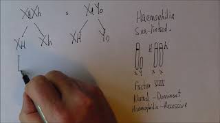 Introducing Genetics 7 Sex linkage and haemophilia [upl. by Ojeibbob]