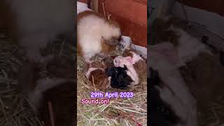 Xenocrates shortsfeed viral throwback friday newborn babyanimals guineapig followus fypシ [upl. by Alyl]