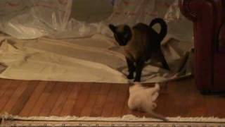 Mia The Tonkinese Kitten amp Chippy the Siamese Cat Finally Play [upl. by Tebazile]