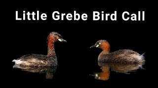 Little Grebe Bird Call Bird Sound Bird Hunting Sound [upl. by Jordans]