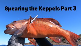 Spearing the Keppels Part 3 [upl. by Annirok]