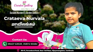 Maavilangam  Medicinal Benefits by Surabhi Nurserys Garden Gallery [upl. by Dachi472]