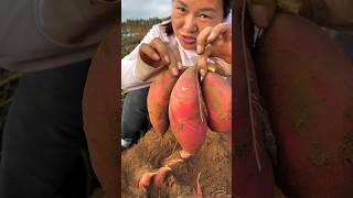 Digging Sweet Potato 🍠🍠 Amazing Sweet Potato Farming 🧺🧺 shorts satisfying youtubeshorts [upl. by Gilchrist]