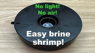 How to hatch brine shrimp Artemia with no light and no air stone [upl. by Anaib]