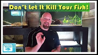 Heres How To Lower Nitrates In An Aquarium FAST👨‍🔬 [upl. by Rubenstein297]