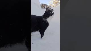 Gartenbahn Betrieb eingestellt  Schneechaos 🙀 Katze schockiert gartenbahn katze schnee [upl. by Benedikt]