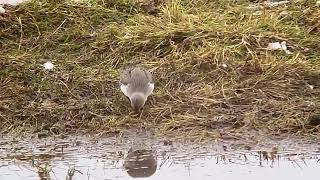 PIovanello Calidris ferruginea [upl. by Sebastiano71]