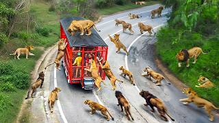 65 Incredible Safari Moments Caught on Camera [upl. by Tlevesoor]