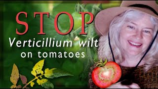 Kill  Destroy  Combat  Prevent  Fix Verticillium Wilt in Your Tomatoes [upl. by Ursi6]