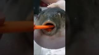 Funny Puffer fish eating carrot￼ [upl. by Yuh]