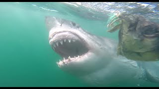 Great White Shark Cage Diving Cape Town [upl. by Quita]