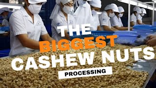 The Biggest Cashew Nut Processing Factory In The World [upl. by Marji]