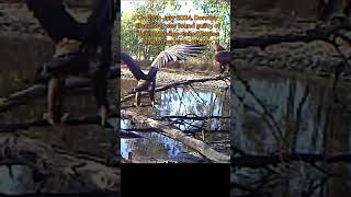 Wedge tailed Eagles birds nature wildlifeofaustralia [upl. by Karolina409]