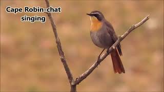 Cape Robinchat mimicking Rufousnaped Lark and Forktailed Drongo [upl. by Gaskin]