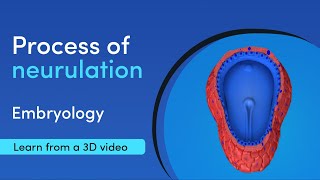 What are the steps in embryology neurulation  Medimagic  Best App for Medical Student [upl. by Maryellen421]