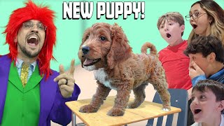 Our NEW Puppys 1st Day of School FV Family Golden Doodle Surprise Yes another Dog [upl. by Mellen]