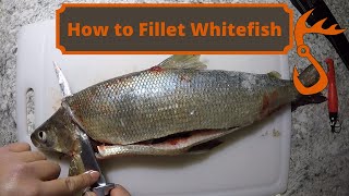 How to Fillet Whitefish [upl. by Ahsien]