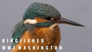 Kingfisher  WWT Washington [upl. by Acyre]