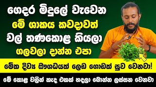 ගෙදර මිදුලේ මේ පැලෑටිය තියෙනවා නම් කවදාවත් ලෙඩක් ලෙසියකින් හැදෙන්නේ නැහැ  ලෙඩ ගොඩකට දිව්‍ය ඖශධයක් [upl. by Artenak]