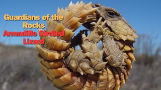 Guardians of the Rocks The Armadillo Girdled Lizard [upl. by Eojyllib]