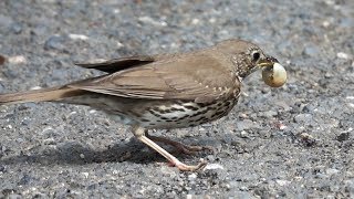 Drozd zpěvný Turdus philomelos  rozbíjení šneků [upl. by Neiv]