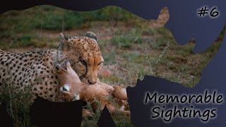 CHEETAH KILLS BABY ANTELOPE  Memorable Sightings Ep 6 [upl. by Anaujit148]