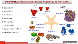 PROTEÍNAS AMINOACIDOS  ESTRUCTURA  FUNCIÓN  CLASIFICACIÓN  DESNATURALIZACIÓN [upl. by Kerrison549]