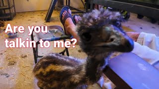 What are those Baby Emus Doing [upl. by Pax]