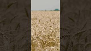 Farmers plant winter wheat in the fall [upl. by Annenn499]