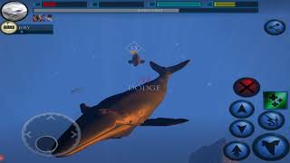 Blue Whale Simulator 3D  Deep Ocean Ultimate Ocean Simulator By GlutenFree games [upl. by Hendrickson306]