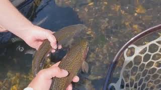 Chris Carlin Bamboo fly rod with a Danielsson Dry Fly reel equals an amazing day with soft hackles [upl. by Assetnoc]