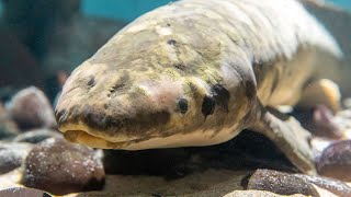 Meet Methuselah Celebrating a Longtime Academy Icon  California Academy of Sciences [upl. by Suiremed]