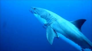 Ocean Ramsey Swimming with a great white [upl. by Nolly336]