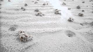 Lugworm Casts and Funnels Montfode Beach Ayrshire [upl. by Demy]