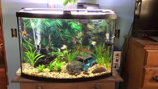 36 Gallon Bow Front Aquarium [upl. by Mcilroy]