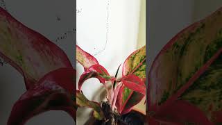 Aglaonema plant aglaonemaplantcare plantlover labrador shortsvideo [upl. by Herminia47]