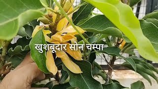 Son ChampaMagnolia champacaa beautiful fragrant flowering plantHow to grow and care [upl. by Noswal]