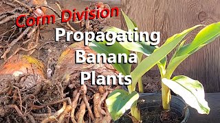 Propagating Banana Plants by Corm Division to Produce More Banana Tree Offshoots [upl. by Hullda]