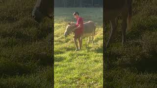 Dunkey Pedro and Rafael farmanimals nature fall friend love pets animals farming paradise [upl. by Kcerb]