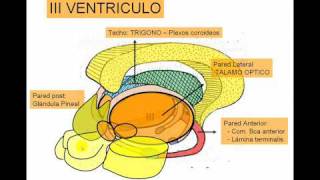 ENCEFALO 2 Diencéfalo [upl. by Teddie]