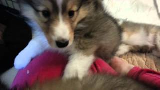 Attacked by Sheltie puppies [upl. by Akemeuwkuhc]