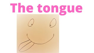 Tongue  Anatomy intrinsic and extrinsic muscles taste buds and functions of the tongue [upl. by Sapowith]