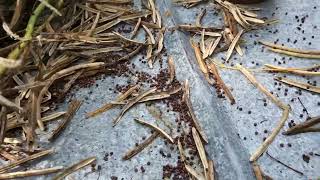 Harvesting collards seed for Fall planting [upl. by Adnilram]