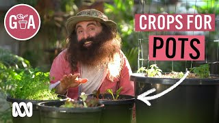 Vegie Crops That Thrive in Pots  Growing Fruit and Veggies  Gardening Australia [upl. by Cullan685]