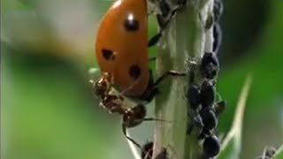 Crazy Ant Farmers  Weird Nature  BBC Studios [upl. by Bogosian457]