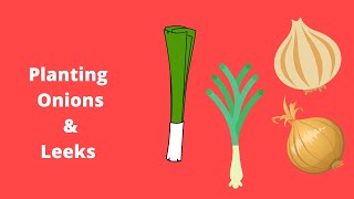 Planting Onion starts leeks and more [upl. by Enailil]