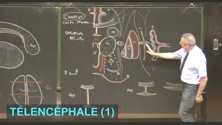 Anatomie des noyaux basaux et substance blanche télencéphalique Télencéphale 1  Neuroanatomie 8 [upl. by Eeb]