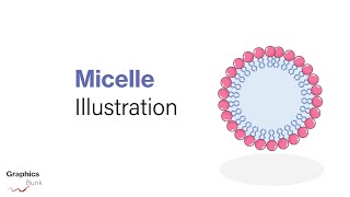 Create Micelle Lipid membrane using Adobe Illustrator [upl. by Rafaelof275]