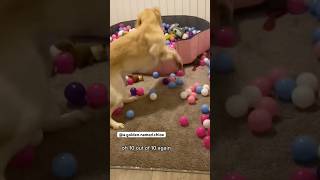 Jumping Jelly Bean goldenpupppy puppy goldenpup yourdog doglife yourpet pets dog cutedog [upl. by Eimaj642]